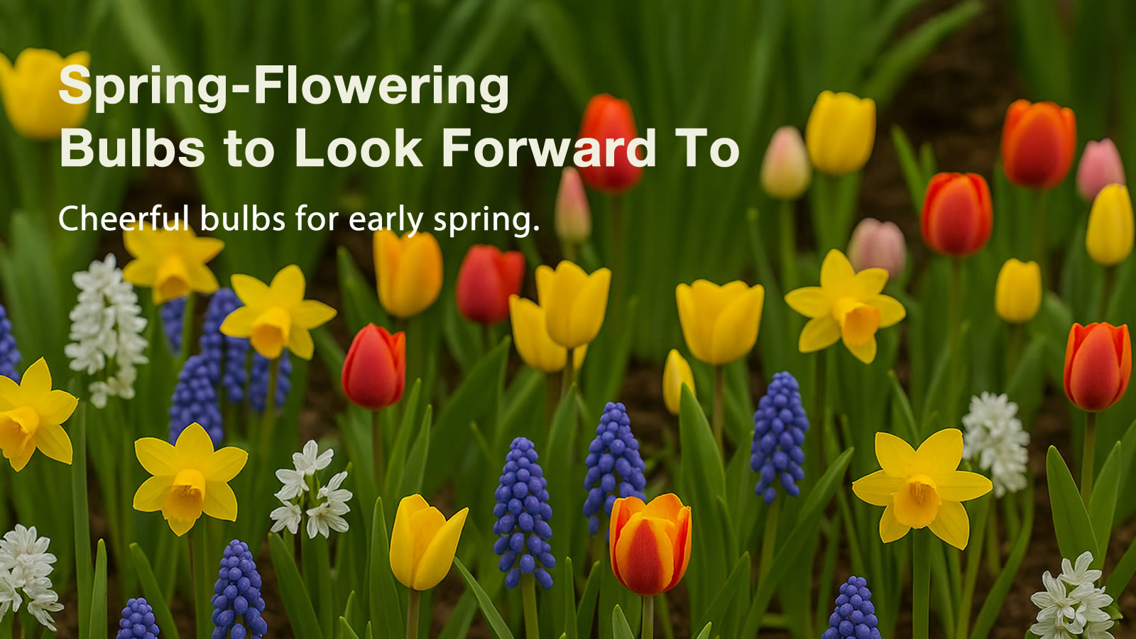 Spring bulbs in bloom: crocus, narcissus and muscari in a bright border