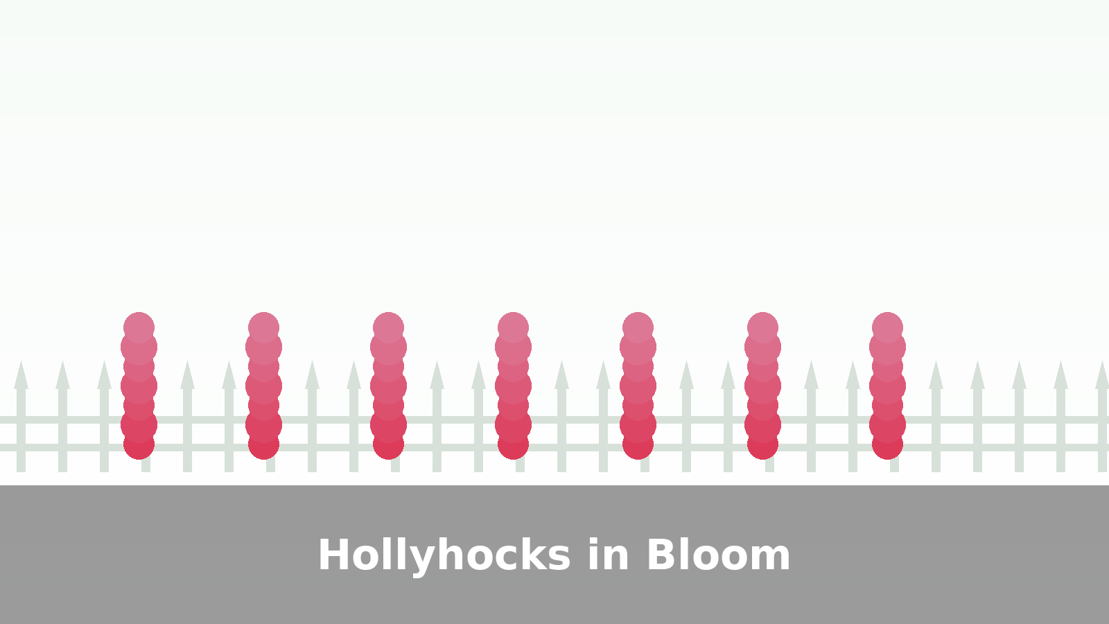 Hollyhocks in bloom along a fence