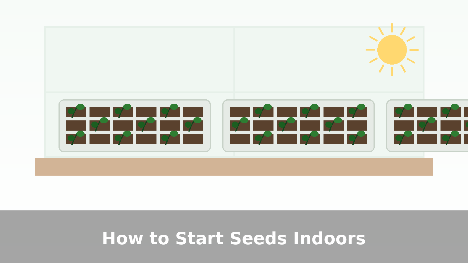 Seed trays and seedlings on a windowsill